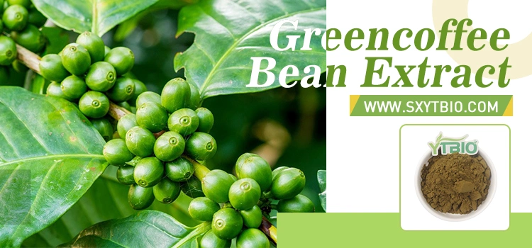 Nutritional Supplements Green Coffee Bean Extract Powder