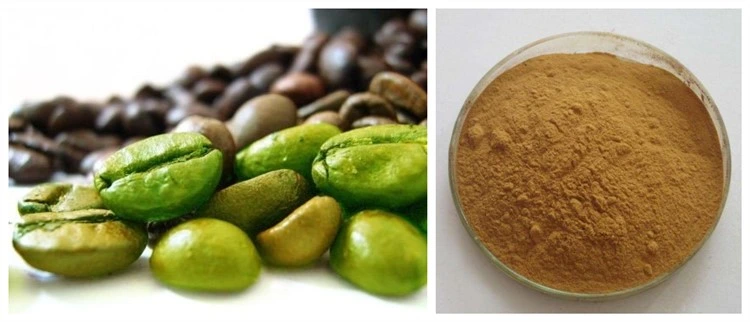 Green Coffee Bean Extract 10% 50% Chlorogenic Acids Powder Best Price CAS No 327-97-9