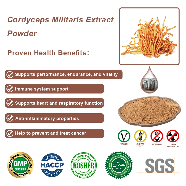 Organic Cordyceps Militaris Mushroom Powder Cordyceps Sinensis Mushroom Extract Cordyceps Mushroom Extract as Mushroom Coffee